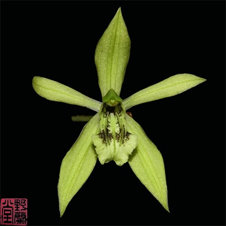 Coelogyne parishii.JPG