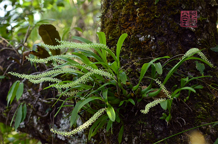 _DSC2449羊耳蒜.JPG