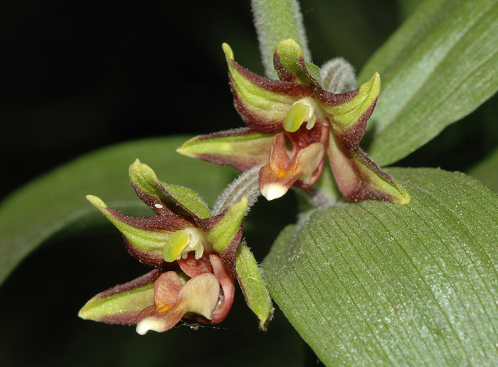 epipactis-veratrifolia-4.jpg