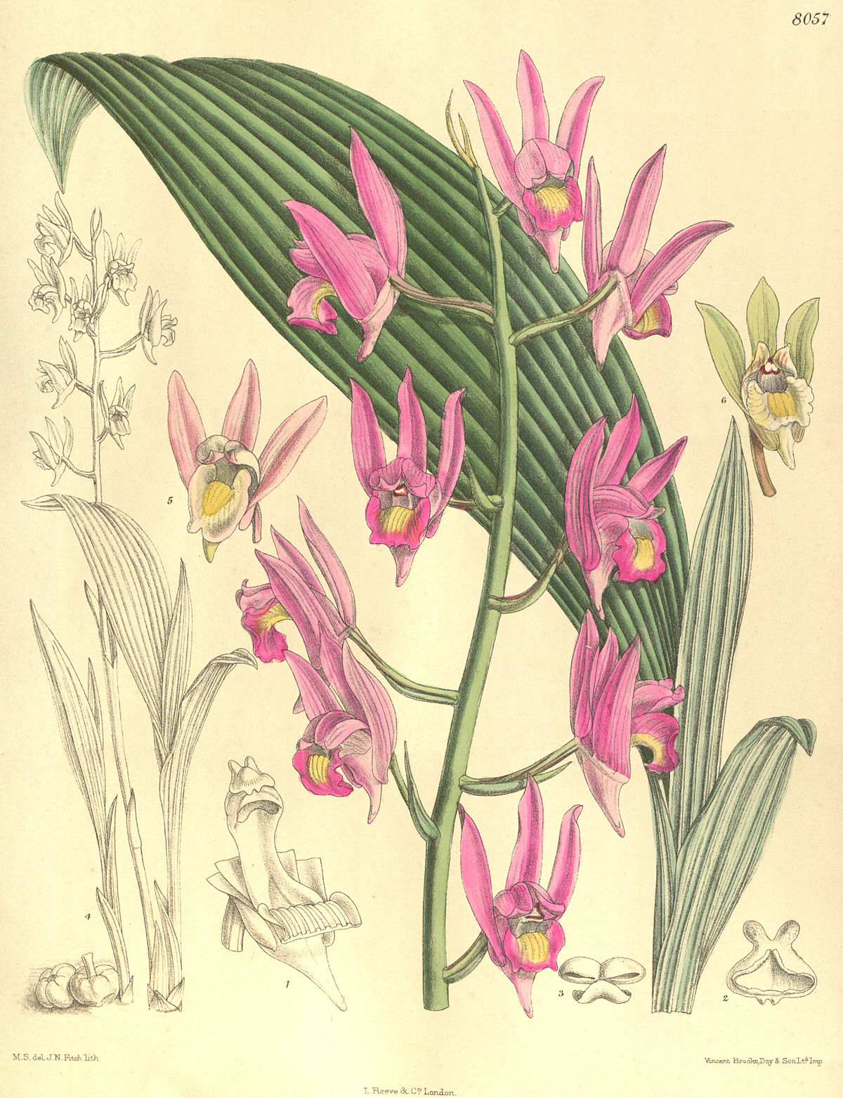 1200px-Eulophia_spectabilis_(as_Eulophia_nuda)_-_Curtis'_132_(Ser._4_no._2)_pl._8057_(1906).jpg