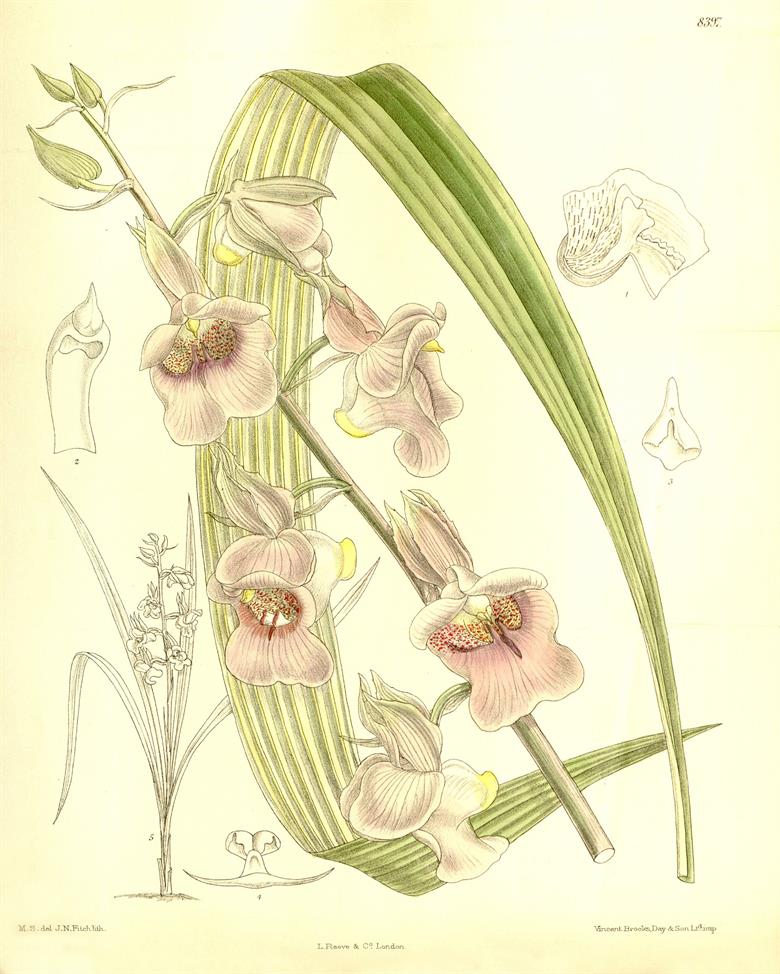 1920px-Eulophia_cucullata_(as_Lissochilus_stylites)_-_Curtis'_137_(Ser._4_no._7)_pl._8397_(1911).jpg